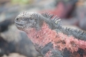 040 MarineIguana05